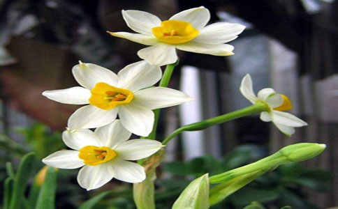 水仙花的养殖方法和注意事项,掌握六点轻松养殖水仙花