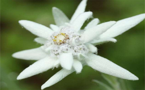 雪绒花