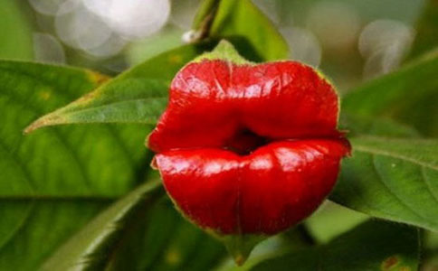 嘴唇花的种植方法,嘴唇花原来是这样种植的