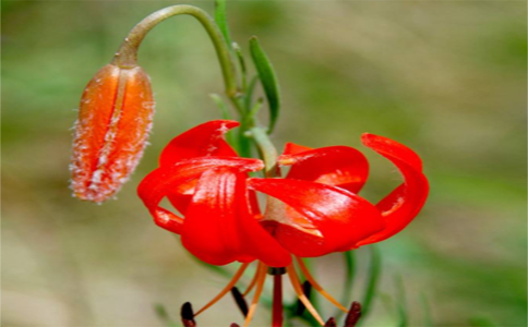红花的功效与作用禁忌,使用红花要懂得功效和禁忌