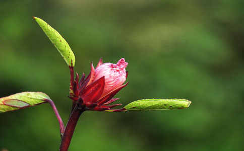 洛神花