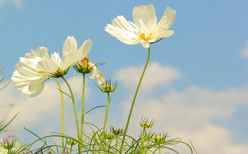 格桑花是什么花,格桑花富有很好的含义和寓意