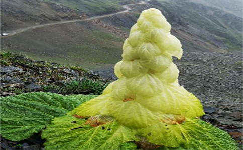 云南一男子采摘破坏野生植物,专家称一生只开一次