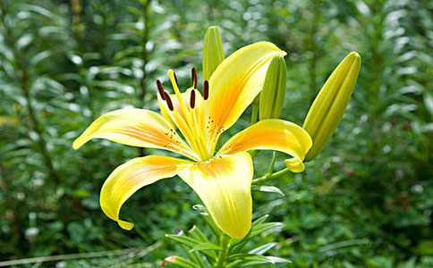 百合花合适几月份种植比较好,月份选对很重要