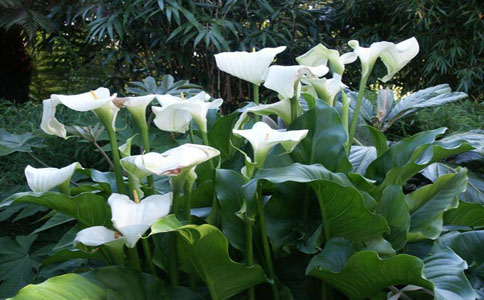 室内室外都适合的盆栽  这几种植物大家都知道吗