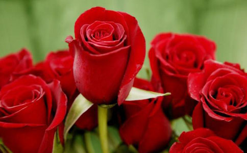 玫瑰花语每朵代表什么  大家都知道玫瑰的含义吗