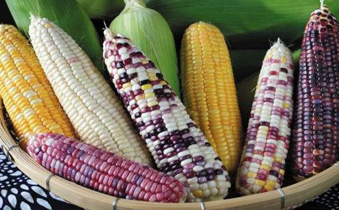 如何分辨甜玉米、糯玉米、水果玉米  大家都知道怎么区分吗