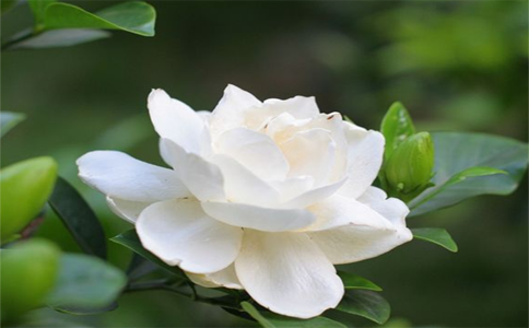 春天适合养那些植物  这几种植物适合春天种植