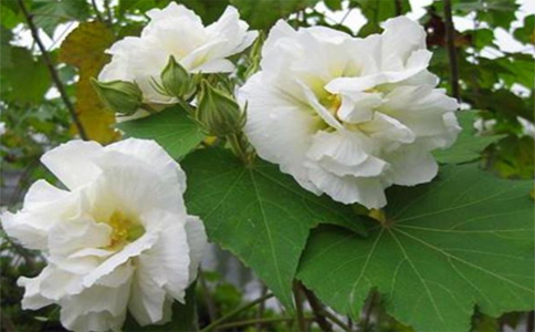 草本芙蓉花的养殖办法  掌握这几种技巧轻松学会种植芙蓉花