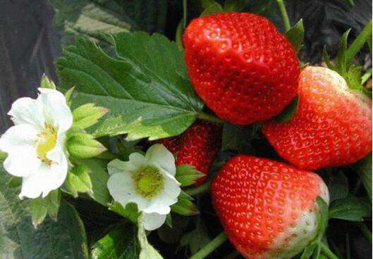 怎么种植草莓