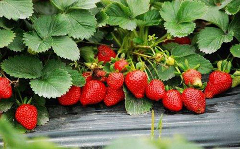 草莓什么时候成熟