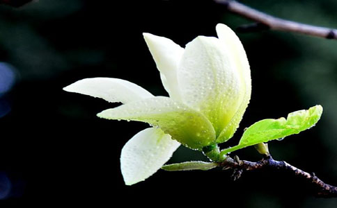 家中种植植物注意这五点 美观又镇宅