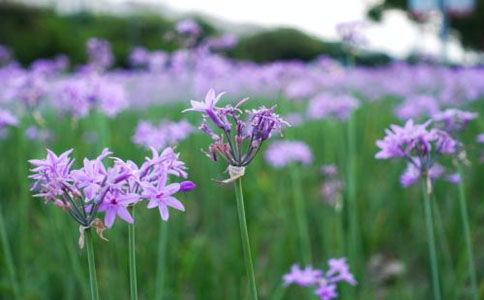 紫娇花的栽培方法及病虫害  这几种方法大家都知道吗