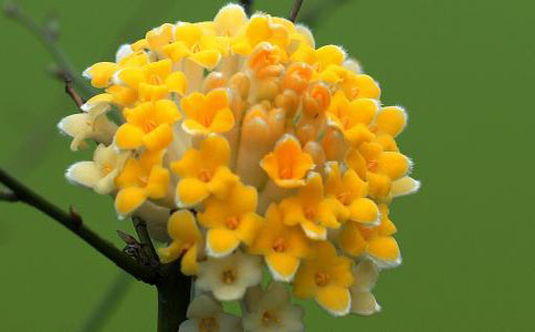 结香花