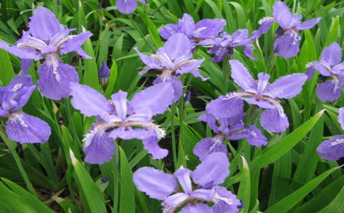 紫蝴蝶花怎么养  大家都知道吗
