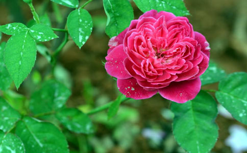 庭院适合种植哪几种花朵