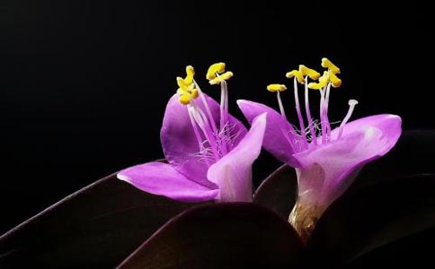 庭院适合种植哪几种花朵