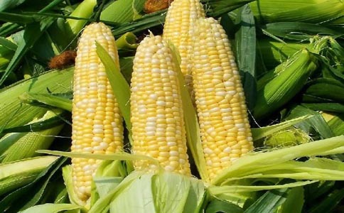 玉米都有哪些功效，玉米对人体的好处？