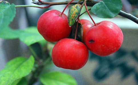 怎样种植云红果 在种植云红果遇见的问题该怎么解决