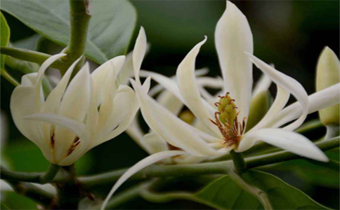 白兰花的种植方法 注意这几点保障花爆满盆