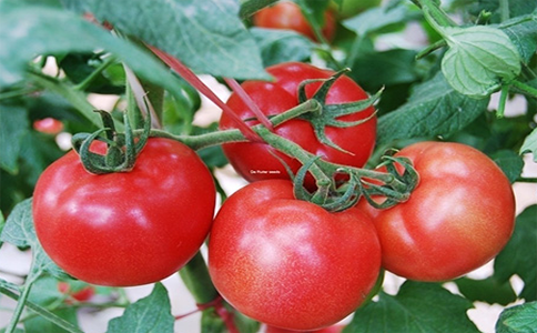 西红柿养殖方法和常见的问题
