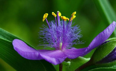 紫露草的养护技巧和注意事项  这几点大家要记住