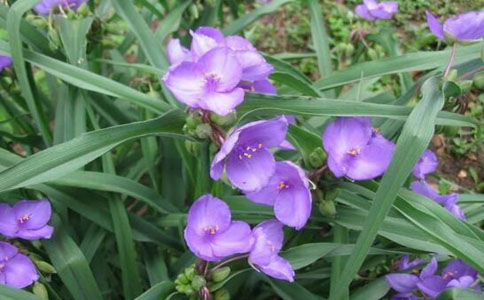 怎样种植白花紫露草 种植方式大家知道吗
