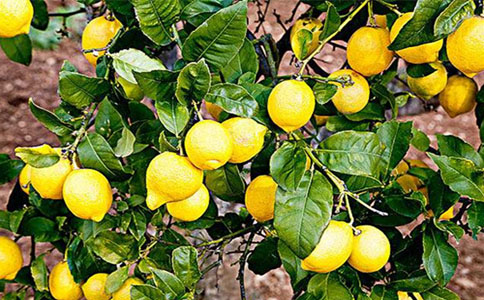 柠檬树要怎样修枝 柠檬树叶子干了怎么办 专家告诉您