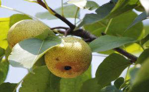 黄花梨怎么种植盆栽 生活阳台上能种植黄梨吗