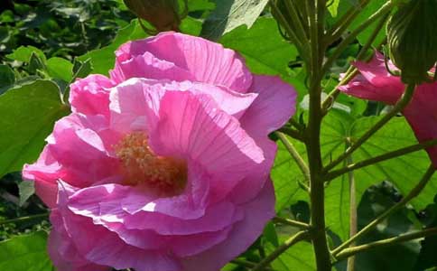 芙蓉花要怎样种植 芙蓉花种植的环境？