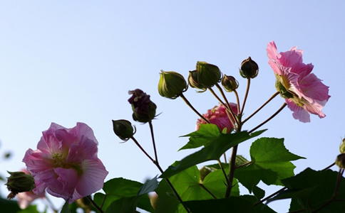 芙蓉花的价值都有哪些,小小芙蓉花竟有怎么大的价值