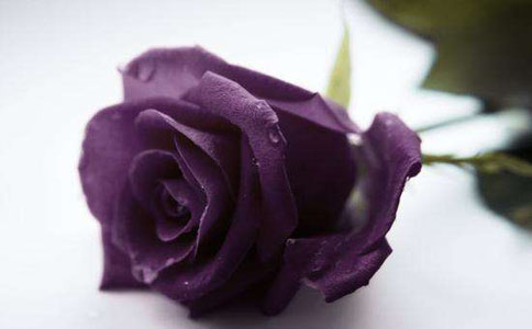 紫色玫瑰的花语和寓意是什么