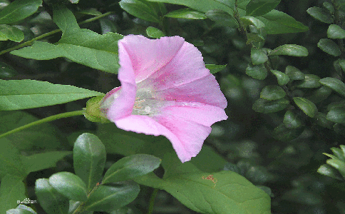 打破碗花要怎么种植？种植打破碗花的注意事项？打碗花真能打破碗吗