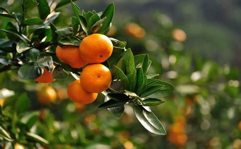 怎样种植柑橘口感好？种植柑橘周围环境十分重要