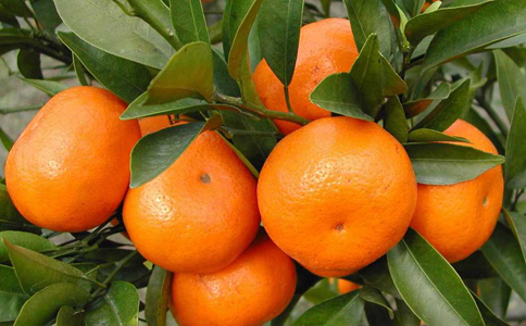 怎样种植柑橘口感好？种植柑橘周围环境十分重要
