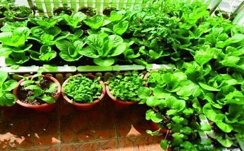 阳台怎样种植新鲜的蔬菜？阳台种植蔬菜可以使用这几种装置？