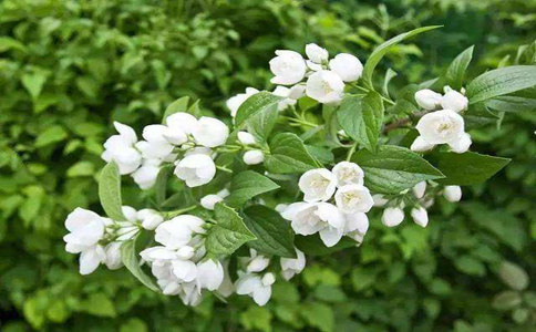 掌握这几种方法轻松种植茉莉花？掌握这几种方法轻松学会芬芳美丽满枝桠茉莉花