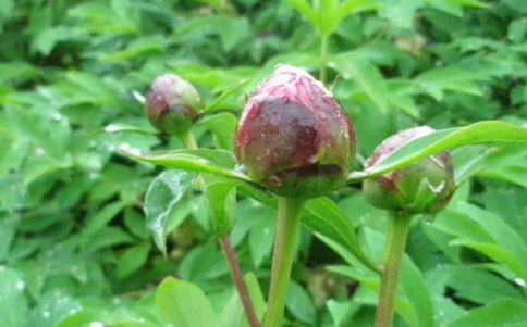 牡丹花该如何浇水才能避免烂根