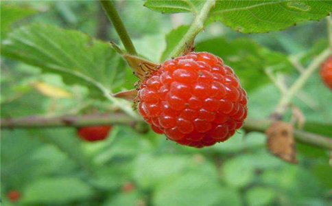 山莓的种植方法和注意事项有哪些？在栽种期间要了解生长环境适宜环境才能健康生长