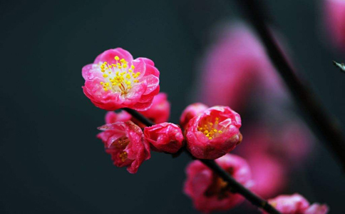 梅花夏季要怎么种植？梅花原来夏季也可以种植