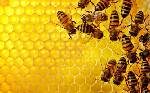 蜂胶具有的几大功效和作用都有哪些呢？蜂胶对人体有着超多的好处但是禁忌大家也要知道