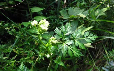 川芎五大药效和五大禁忌？川芎具有很强的药效可以中药治疗疾病