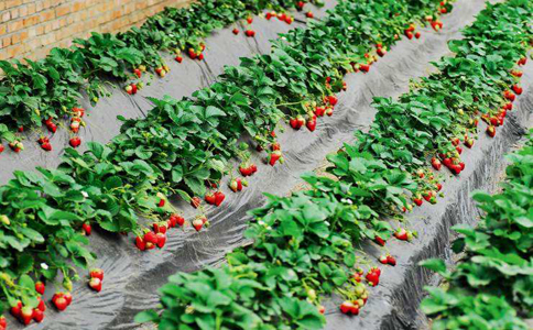 大棚草莓种植办法，选好种类是第一步