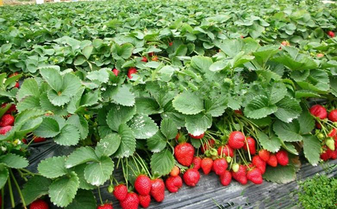 大棚草莓种植办法，选好种类是第一步