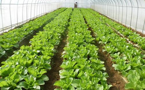 大棚蔬菜要怎么种植？大棚蔬菜一亩能挣多少钱？