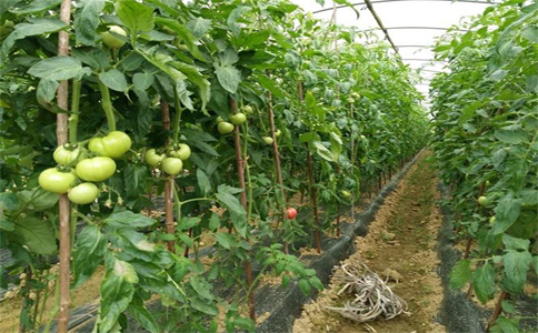 温室种植番茄需要注意的事项有哪些？种植番茄对阳光光照有着严格要求