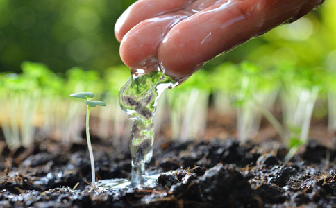 植物浇水需要掌握方法不要盲目浇水，水浇的好植物才会越长越茂盛