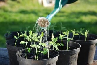 植物浇水需要掌握方法不要盲目浇水，水浇的好植物才会越长越茂盛