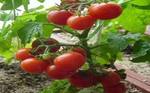 盆栽番茄的方法？盆栽番茄选对方法长出鲜美多汁的番茄