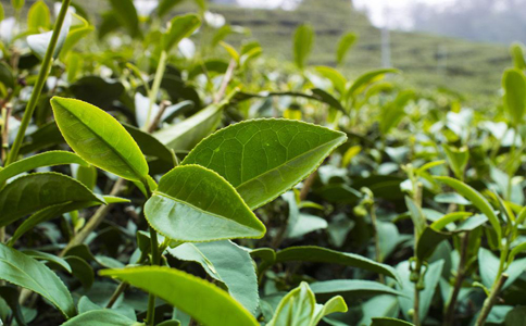 提高茶叶产量的方法和技巧？如何才能使茶叶产量增加